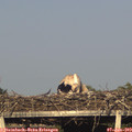 18_50-mast.jpg