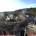 18_50-nest.jpg