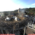 18_55-nest.jpg