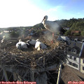 19_00-nest.jpg