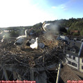 19_05-nest.jpg