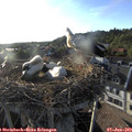 19_10-nest.jpg