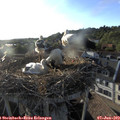 19_15-nest.jpg