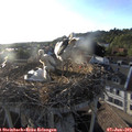 19_20-nest.jpg