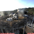 19_25-nest.jpg
