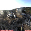 19_30-nest.jpg