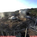 19_35-nest.jpg