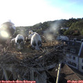 19_55-nest.jpg