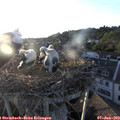 20_00-nest.jpg