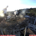 20_05-nest.jpg
