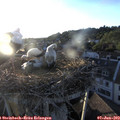 20_10-nest.jpg
