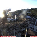 20_15-nest.jpg