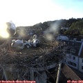 20_20-nest.jpg