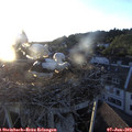 20_30-nest.jpg