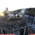 20_35-nest.jpg