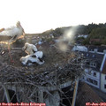 21_00-nest.jpg