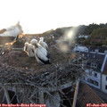 21_05-nest.jpg