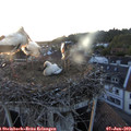 21_10-nest.jpg