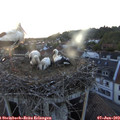 21_15-nest.jpg