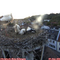 21_20-nest.jpg