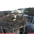 05_20-nest.jpg
