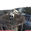 05_25-nest.jpg