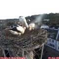 05_30-nest.jpg