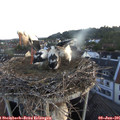 05_35-nest.jpg