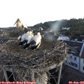 05_40-nest.jpg