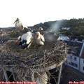 05_45-nest.jpg
