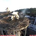 05_50-nest.jpg