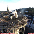 05_55-nest.jpg