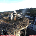 06_00-nest.jpg