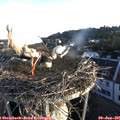 06_05-nest.jpg