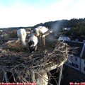 06_10-nest.jpg