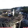 06_20-nest.jpg