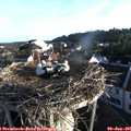 06_25-nest.jpg