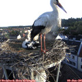 06_30-nest.jpg