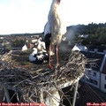 06_35-nest.jpg