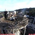 06_45-nest.jpg
