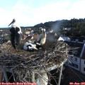 06_50-nest.jpg