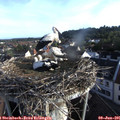 06_55-nest.jpg