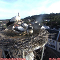 07_00-nest.jpg