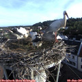 07_05-nest.jpg