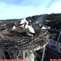 07_10-nest.jpg