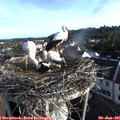 07_15-nest.jpg