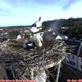 07_20-nest.jpg