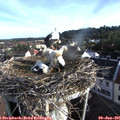 07_25-nest.jpg