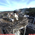 07_30-nest.jpg
