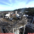 07_35-nest.jpg